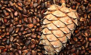 Орехи при грудном вскармливании: какие можно есть
