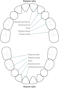 Как режутся зубы у грудничков: признаки и симптомы, как определить