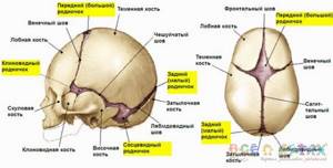 Когда зарастает родничок у ребенка: нормы и отклонения, что влияет на сроки