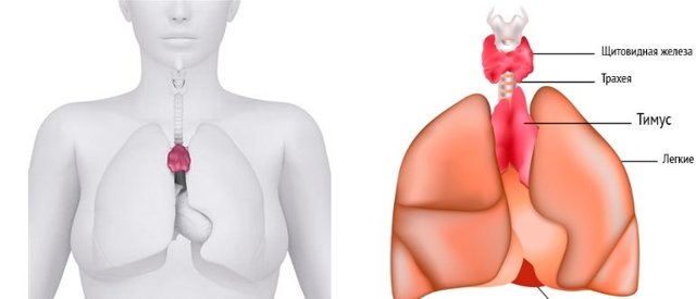 Увеличена вилочковая железа у грудничка: причины, симптомы и лечение