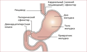 Пищеварение грудничков: непроходимость, пилороспазм, срыгивания и рвота